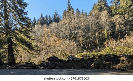 Scenic roadside pullout overlooking dense evergreen forest beneath bright blue sky, offering peaceful rest stop for travelers exploring Northern California’s natural beauty and open highways.