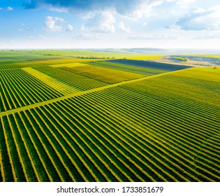 Scenic Rows Of Blackcurrant Bushes On A Summer Farm In Sunny Day. Aerial Photography, Top View Drone Shot. Agricultural Area Of Ukraine, Europe. Agrarian Land In Springtime. Beauty Of Earth.