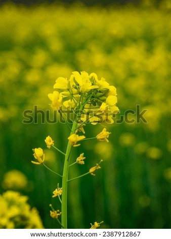 Scenic rural landscape with yellow rape, rapeseed or canola field. Rapeseed field, Blooming canola flowers close up. Rape on the field in summer. Bright Yellow rapeseed oil. Flowering rapeseed