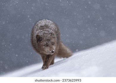 A scenic shot of an arctic fox prowling the snowfield in Hornstrandir Nature Reserve, Iceland during winter