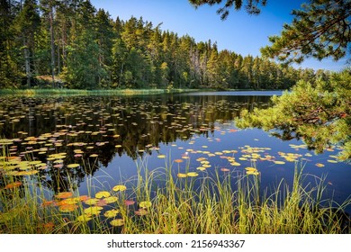 A scenic shot of a calm lake with yellow lilypads surrounded by a green forest