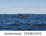 A scenic shot of a pod of Orca whales swimming on the coast of Newfoundland, Canada