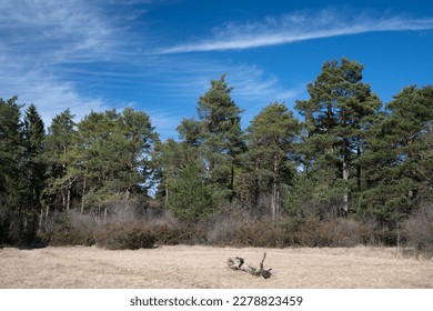 scenic shot of a row of conifers growing tall against a blue sky with wispy white clouds. In the foreground is dry grass on which lies a dead tree trunk. - Shutterstock ID 2278823459