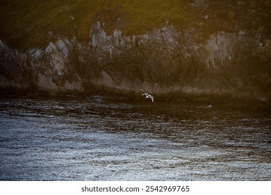 A scenic shot of seagull flying over the blue sea near rocky coastline at sunset - Powered by Shutterstock