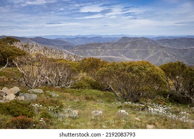 A Scenic Shot Of  Summer Flowers And Snow Gums Near Dinner Plain, Victoria, Australia