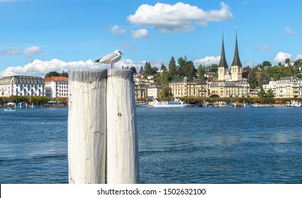 Scenic Skyline Of Lucerne, Switzerland. View Of Lake Lucerne, Hofkirche, Hotels, Old Town Buildings, Cruise Ships And Pedalos. Foreground With Seagull On Boat Anchor Pillars.