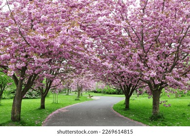 Scenic springtime view of a beautiful park garden with a winding path lined by pink flower blossom on cherry trees and a lush green grass lawn - Powered by Shutterstock