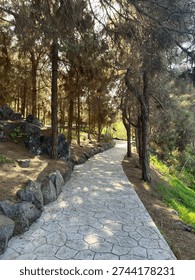 Scenic stone pathway through pine forest with volcanic rock borders and sunlight filtering through trees at Jardín Botánico Canario Viera y Clavijo, Canary Islands, Las Palmas de Gran Canaria, Spain