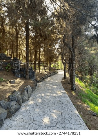 Scenic stone pathway through pine forest with volcanic rock borders and sunlight filtering through trees at Jardín Botánico Canario Viera y Clavijo, Canary Islands, Las Palmas de Gran Canaria, Spain
