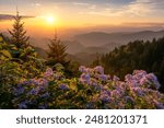 Scenic summer sunset over wild aster flowers in the Great Smoky Mountains