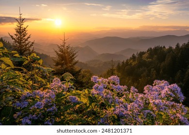 Scenic summer sunset over wild aster flowers in the Great Smoky Mountains - Powered by Shutterstock