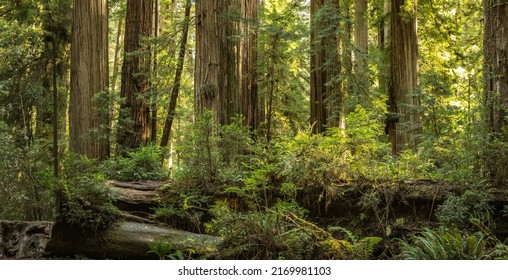 Scenic Sunny Afternoon in the Ancient Redwood Forest Panoramic Format. Northern California Woodland Scenery. American West Nature Theme.