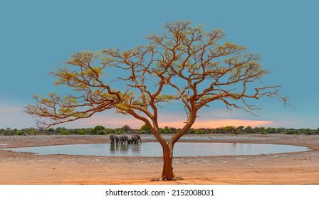 Scenic Sunset In The Etosha National Park In Namibia, Namib Desert, Africa. Lone Acasia Tree At Amazing Sunset Reflection In The Water Hole With African Elephant