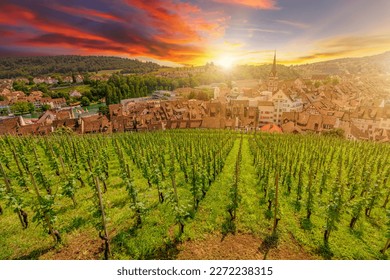 Scenic sunset on Schaffhausen with vineyard terraces by the Upper Rhine river. Aerial cityscape and countryside in Switzerland on Munot fortress in the canton Schaffhausen.