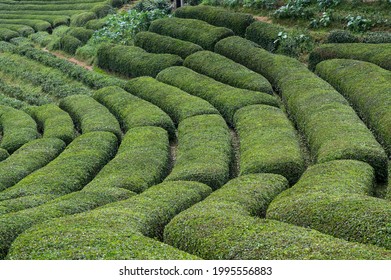 Scenic Tea Bushes Rows At Trabzon, Turkey