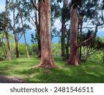 The scenic Twin Falls Trail on Maui, Hawaii, USA