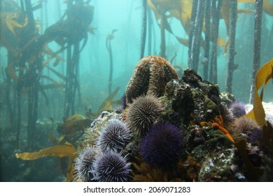 Scenic Underwater Shot In The Kelp Forest.