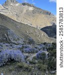 scenic valley in Huascarán National Park, Peru, covered in blooming Lupinus flowers with towering Andean peaks in the background.