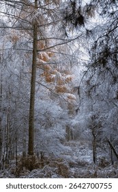 A scenic vertical view of a magical winter forest with snow covered trees during daytime