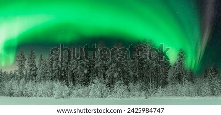 Scenic very wide panorama of winter pine tree forest with Northern Lights, green Aurora Borealis shines above. Much snow on trees after heavy snowfall