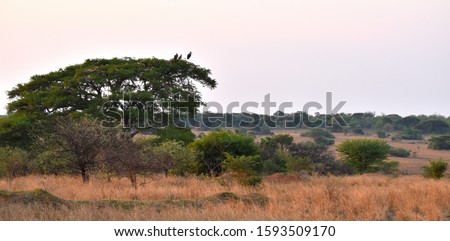 A scenic view of the African bushveld. Taken while on safari in Africa.