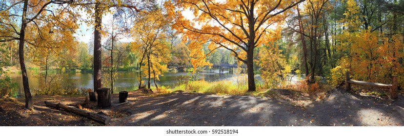 Scenic view among the trees in the autumn forest, Ukraine
