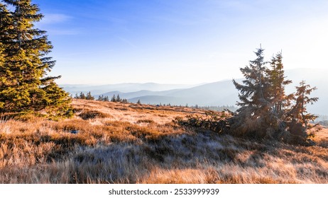 Scenic view to the autumn coloured nature with golden sunlight and yellow grass on highland meadow with green spruce tree and misty mountains on horizon with blue sky in Krknose national park, Czechia - Powered by Shutterstock