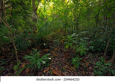 Scenic View Of Beautiful African Jungle With Lush Foliage