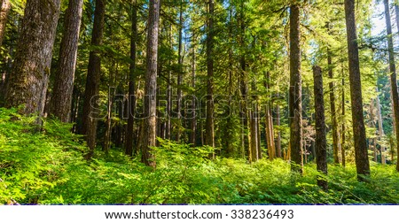 scenic view of beautiful ever green forest in mt Olympic National park,Washington,USA. WA aka evergreen state.