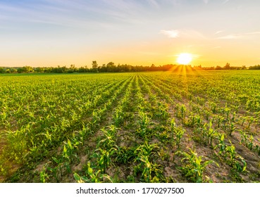 Scenic view at beautiful green corn field during sunset with green grass, shining sun, deep blue sky , golden sun rays , summer landscape - Shutterstock ID 1770297500