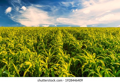 Scenic view at beautiful summer day in a corn shiny field with young green corn, deep blue cloudy sky and rows leading far away, valley landscape
