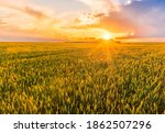 Scenic view at beautiful summer sunset in a wheaten shiny field with golden wheat and sun rays, deep blue cloudy sky and road, rows leading far away, valley landscape