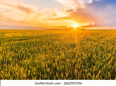 Scenic view at beautiful summer sunset in a wheaten shiny field with golden wheat and sun rays, deep blue cloudy sky and road, rows leading far away, valley landscape