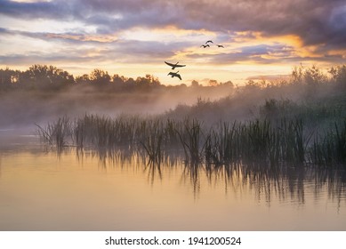 Scenic view of beautiful sunrise or dawn above the pond or lake at spring or early morning with cloudy fog over water and reed with dew 
				Silhouettes of a flock of birds on the background colorful sky 