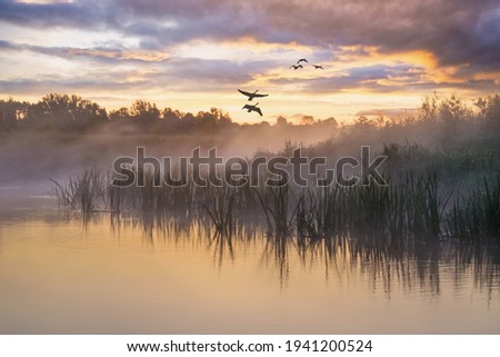 Scenic view of beautiful sunrise or dawn above the pond or lake at spring or early morning with cloudy fog over water and reed with dew 
Silhouettes of a flock of birds on the background colorful sky 