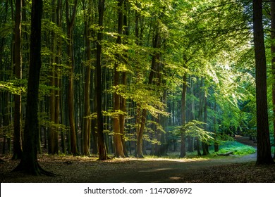 Scenic View Of The Beech Forest