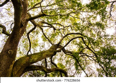 scenic view from below of big oak tree in south carolina with green leaves