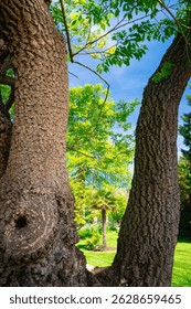 Scenic view between two tree trunks in the botanical garden ¨Hortus Botanicus¨ of Leiden University, the Netherlands
