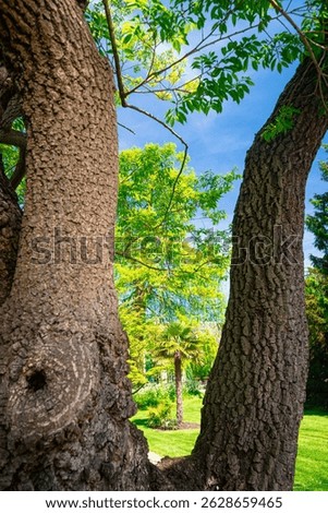 Scenic view between two tree trunks in the botanical garden ¨Hortus Botanicus¨ of Leiden University, the Netherlands