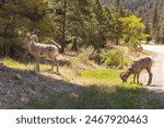 A scenic view of Bighorn Sheep in the Sangre De Cristo Mountains in Red River, New Mexico