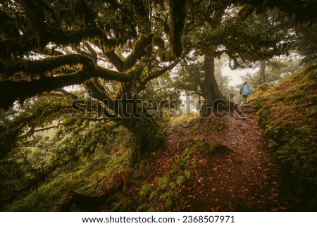 Scenic view of a boy walking along a trail through the Fanal forest on Madeira, Portugal, with eerie overgrown laurel trees on a misty and rainy day