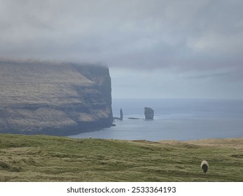 A scenic view of a coastal cliff with sea stacks and a sheep grazing in the foreground on a cloudy day. - Powered by Shutterstock