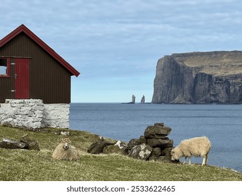 A scenic view of a coastal landscape featuring a small cabin, grazing sheep, and dramatic cliffs in the Faroe Islands. - Powered by Shutterstock