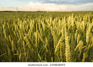 Scenic view of common wheat field on a sunny day