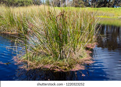 Scenic View Of The Conservation Of  Aquatic Plants In The Wetland Habitat At Picton Near Bunbury Western Australia To Encourage Birdlife And  Amphibians To Thrive Near An Urban Environment.