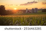 A scenic view of a cornfield on a rural farm, with silos and barns in the background at dusk, ideal for agricultural and farming-related themes.