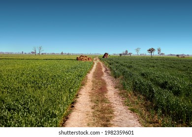 Scenic view of country road between wheat crop field during day time.          