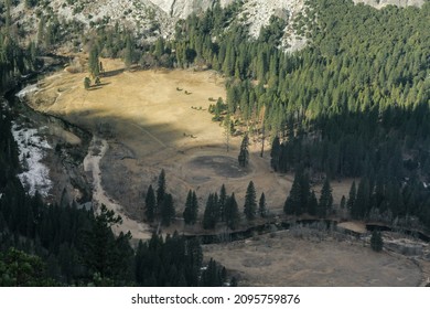 A Scenic View Of Dense Conifers Trees In Northern California, Tahoe In Winter