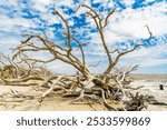 A scenic view of driftwood on a sandy beach under a partly cloudy sky at Driftwood Beach, Jekyll Island, Georgia