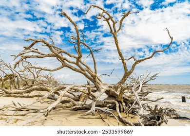 A scenic view of driftwood on a sandy beach under a partly cloudy sky at Driftwood Beach, Jekyll Island, Georgia - Powered by Shutterstock